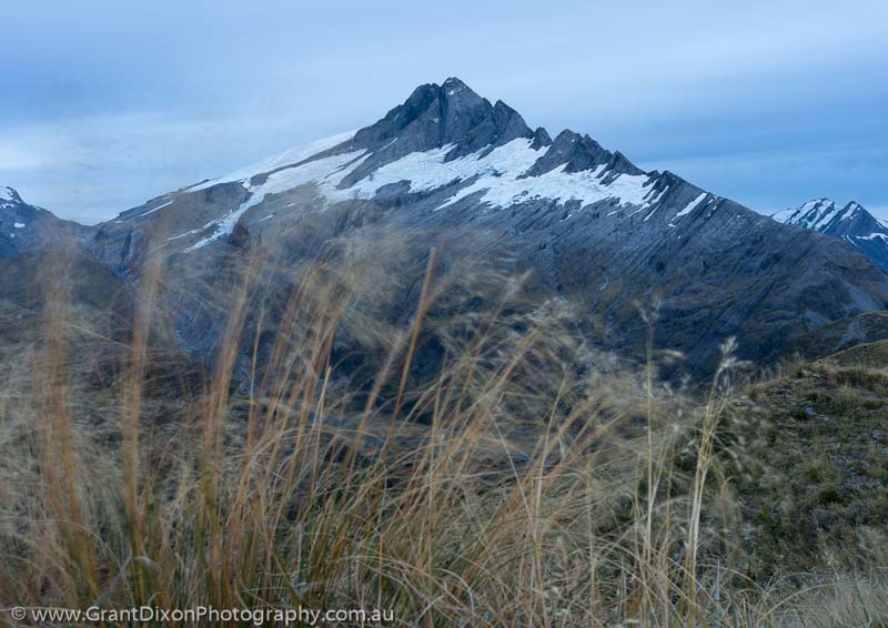 image of Mt Hooker snowgrass